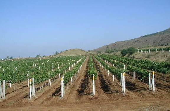 Grape vineyard