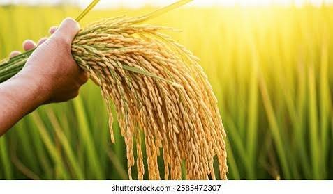Paddy crop