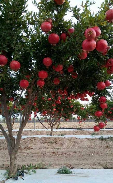Pomegranate orchard