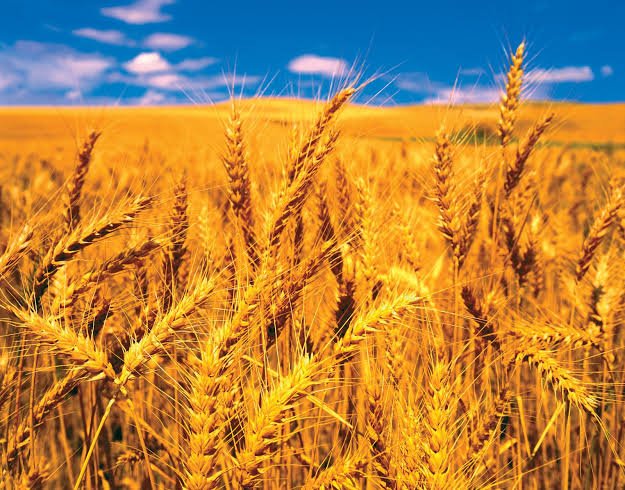 Wheat crop
